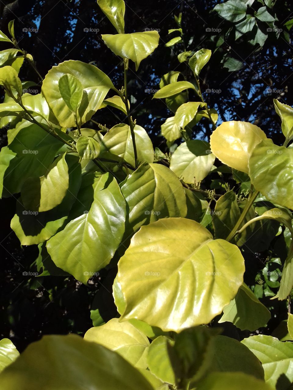 yellow leaves spotl