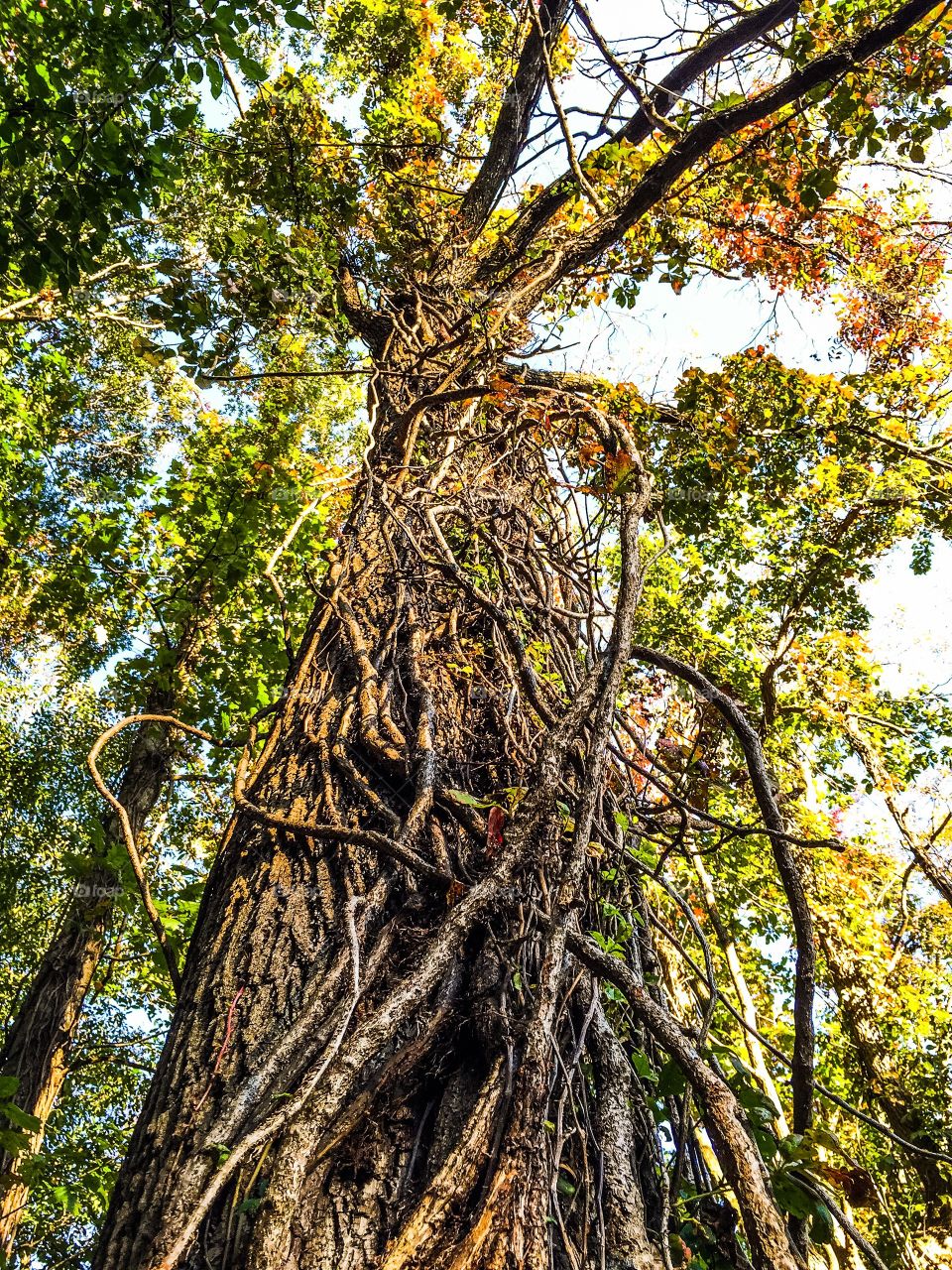 Twisted Forest