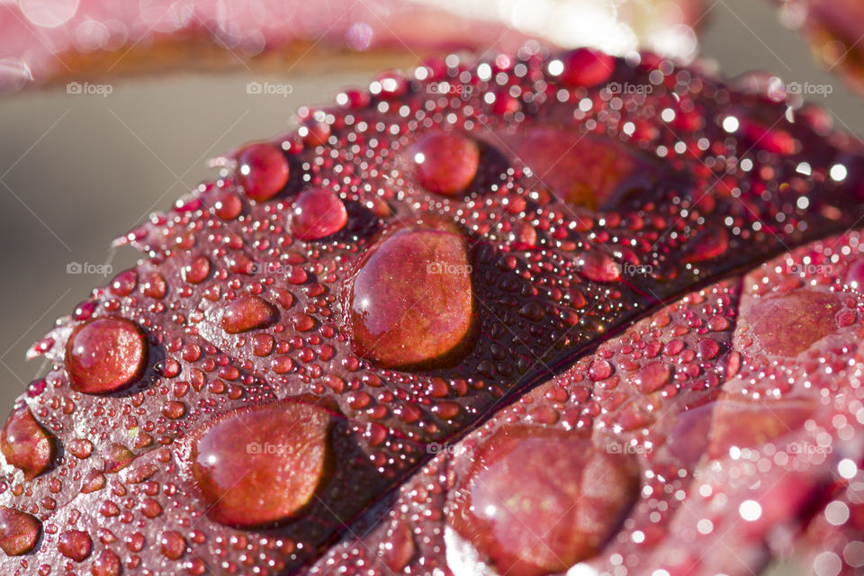 Drops of water on the rose leaf. Beautiful nature background with morning fresh drops .

macro shot