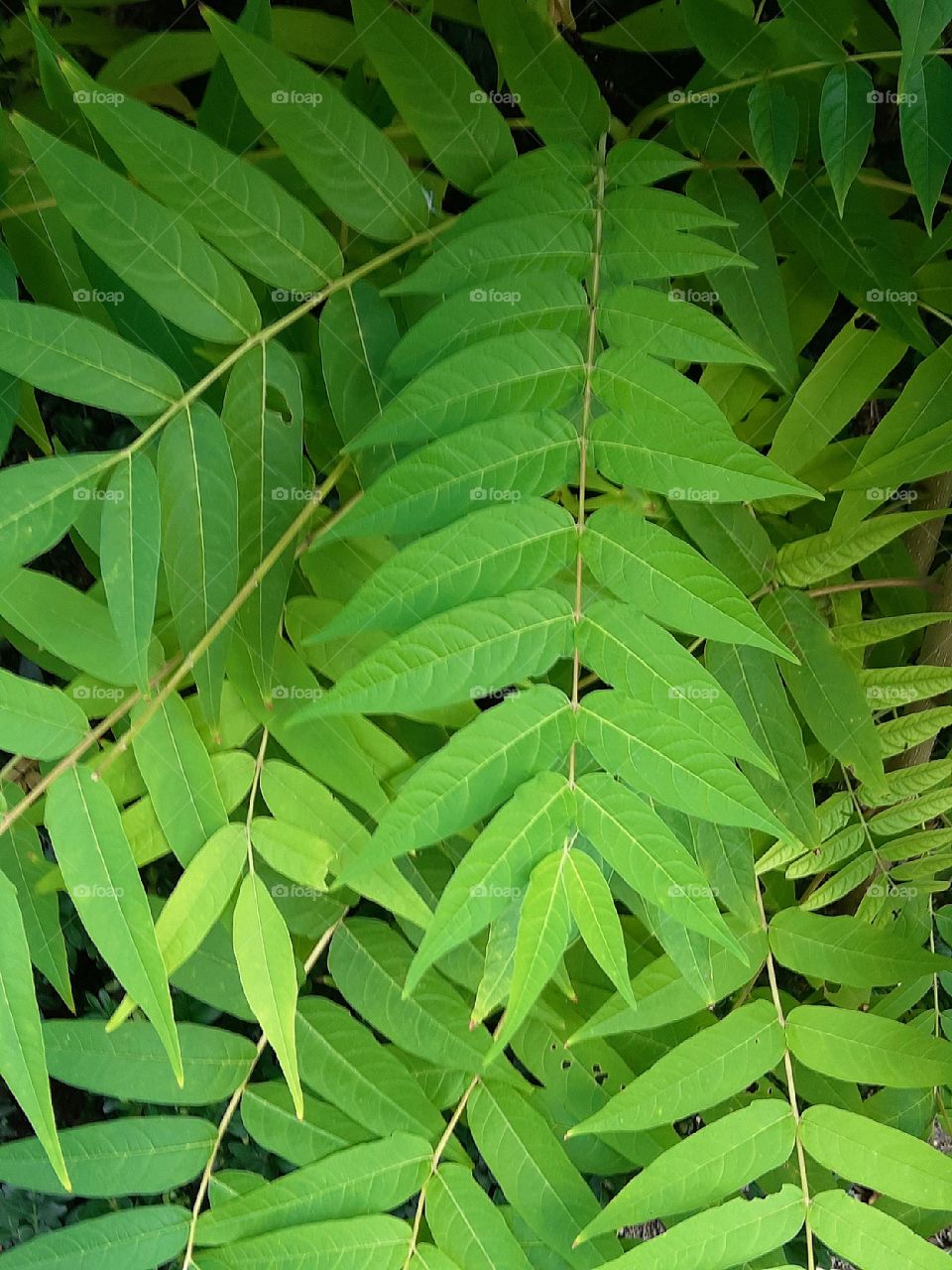 Leaves