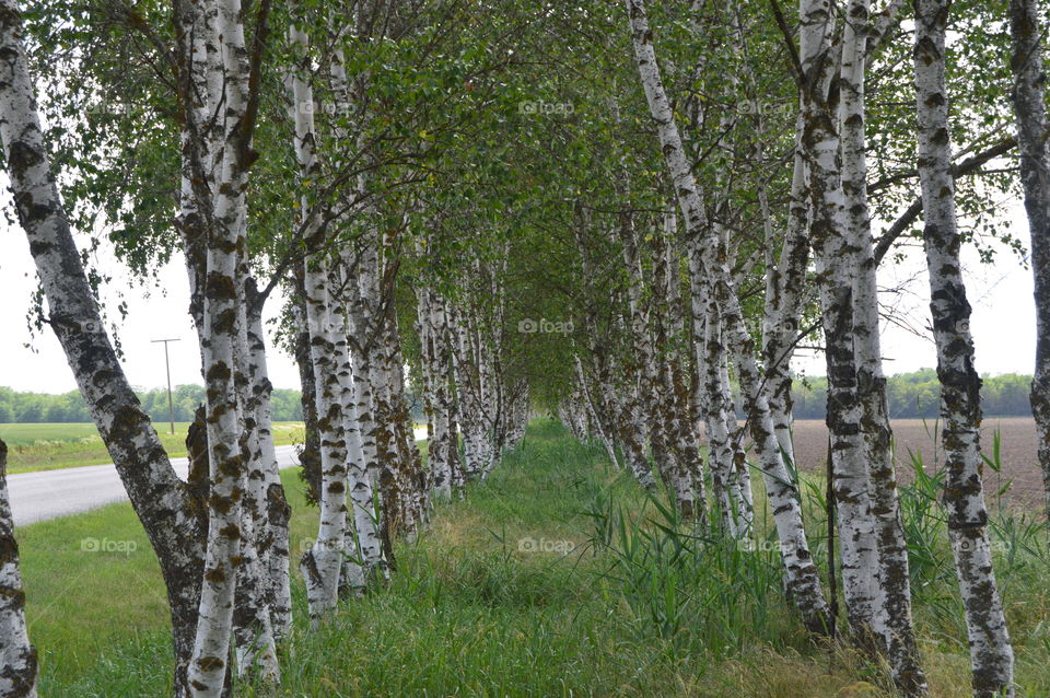 Birch road