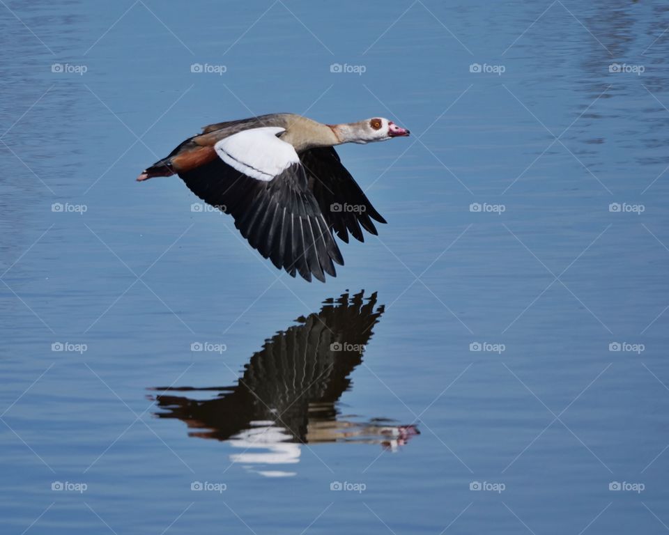 Egyptian goose in flight