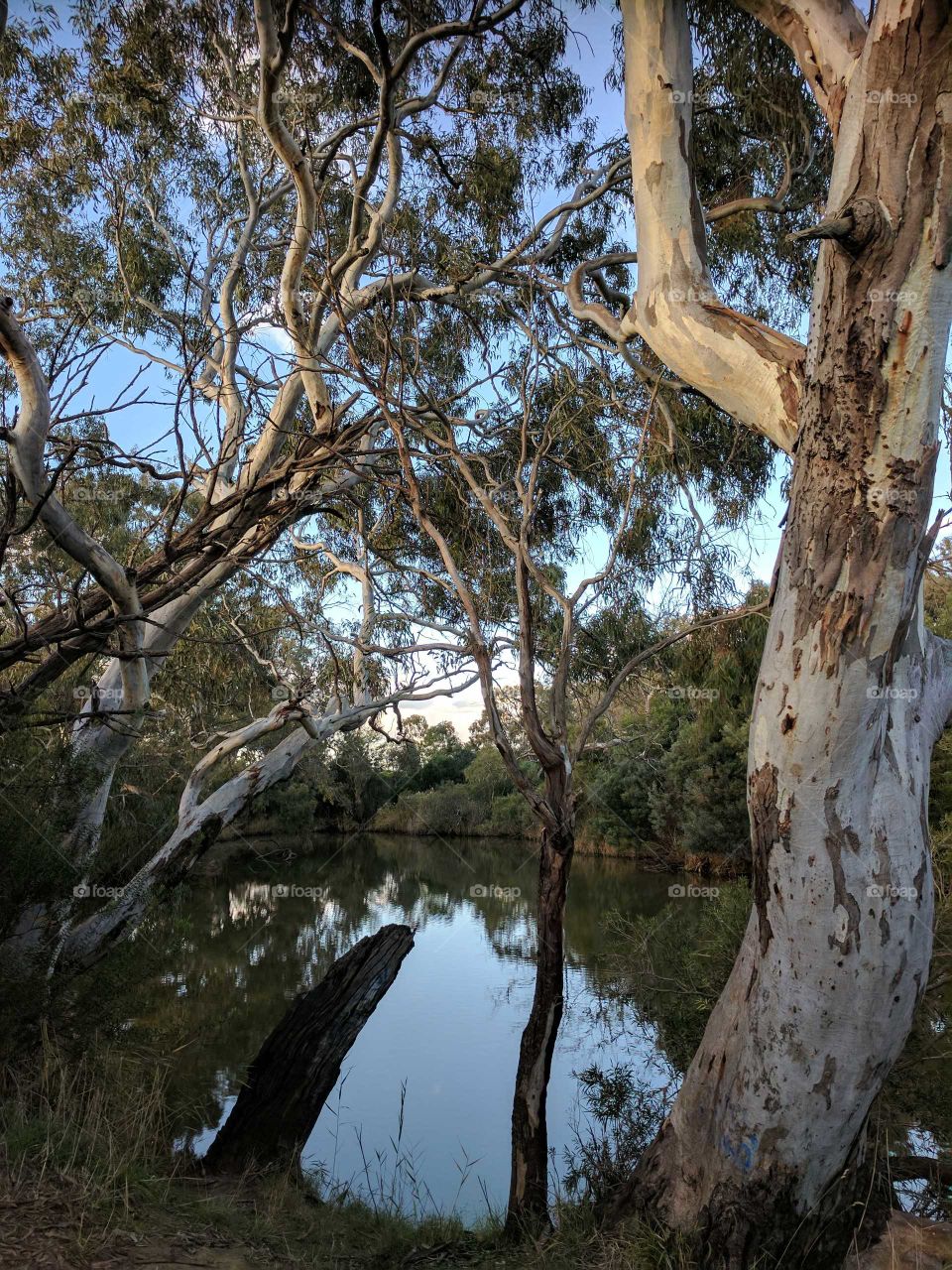 Afternoon walk by the river