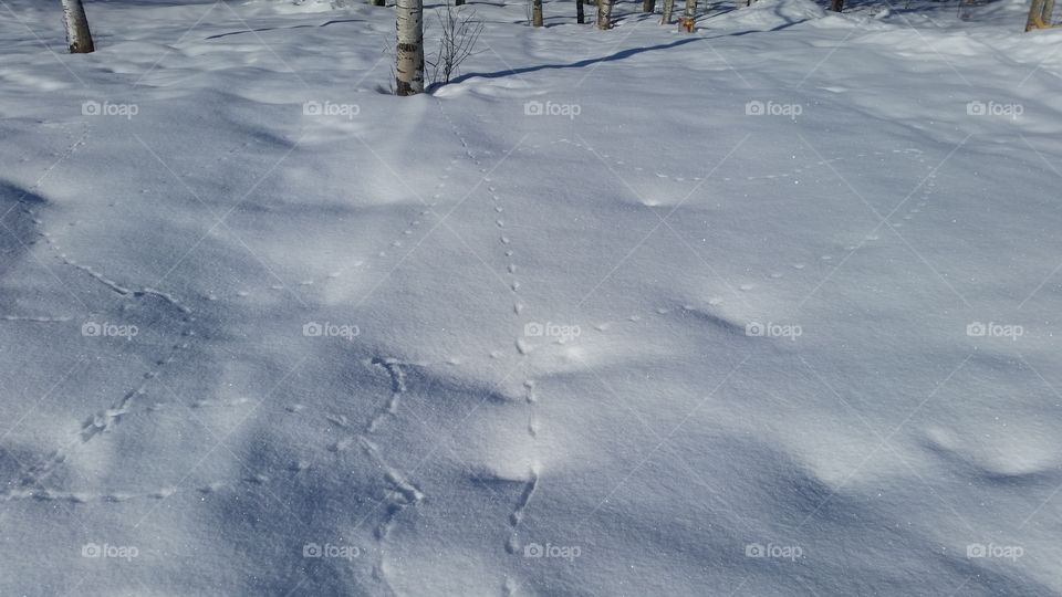 scattered animal tracks
