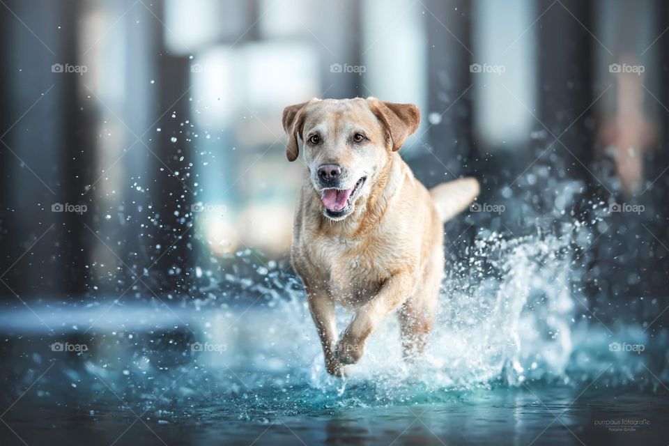 Spash water dog playing