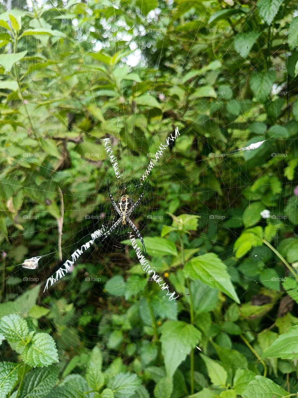 "A delicate artist, weaving patterns of mystery in nature's quiet corner."