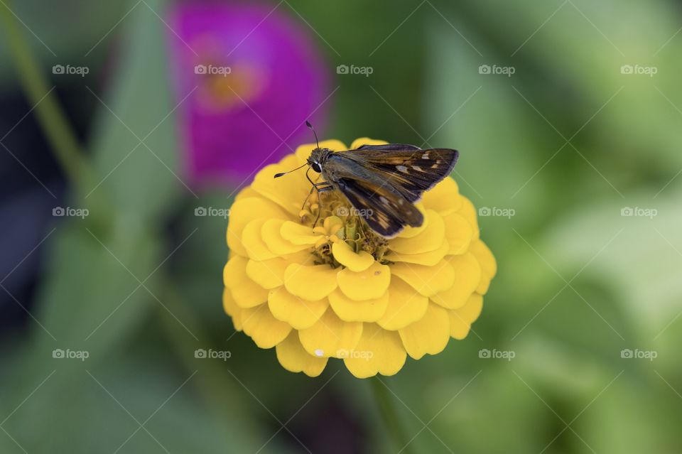 Butterfly on top of yellow zinnia