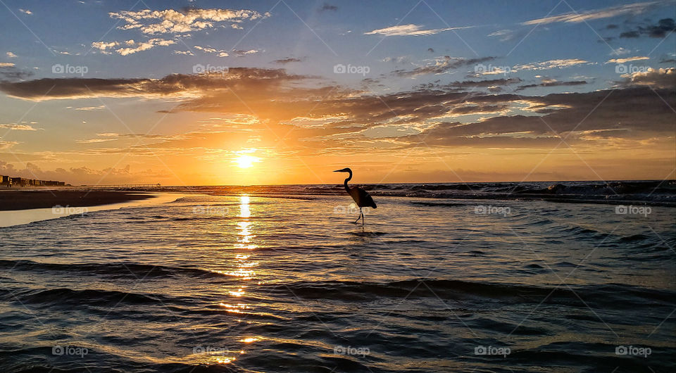 Heron taking a dip at sunrise.