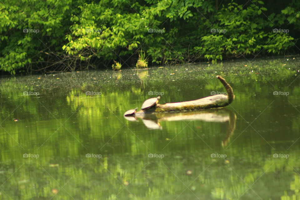 Turtles sunning on a log