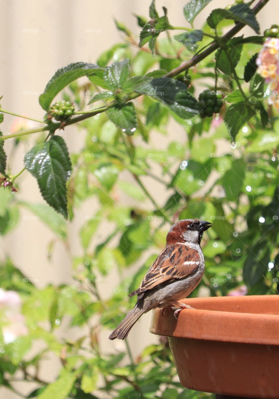Sparrow perched on the edge of a birdbath in a backyard urban garden closeup 