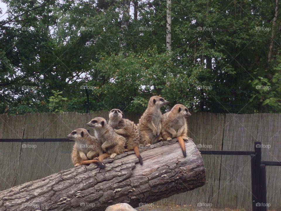 Meercats