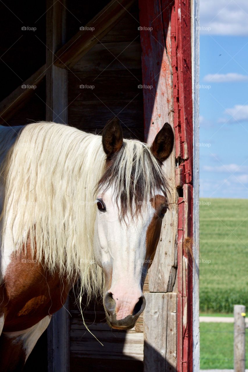 Summer Pets - closeup of a horse in the doorway of barn against a blurred cornfield background
