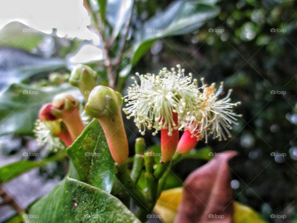 Cloves are the main ingredient of typical cigarettes