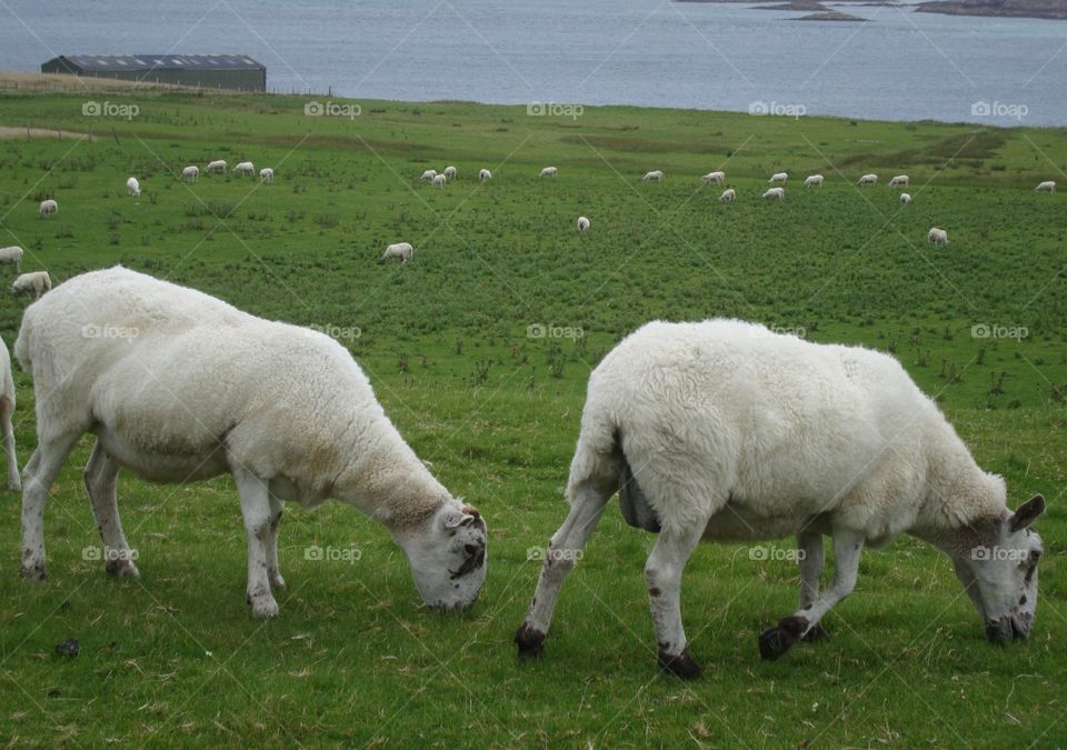 sheeps in Scotland