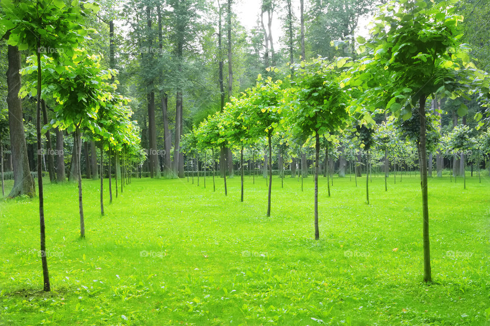 Grass tree, grass-tree or grasstree may refer to several plant species, including: