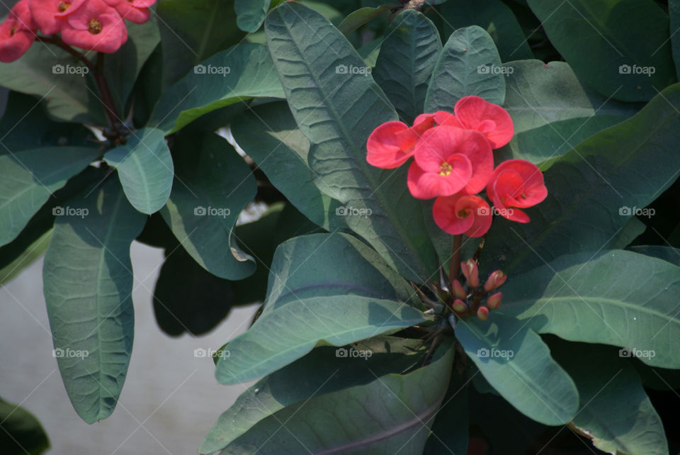Red blooms on a cactus - beauty can happen in unexpected places - we just have to search for it.