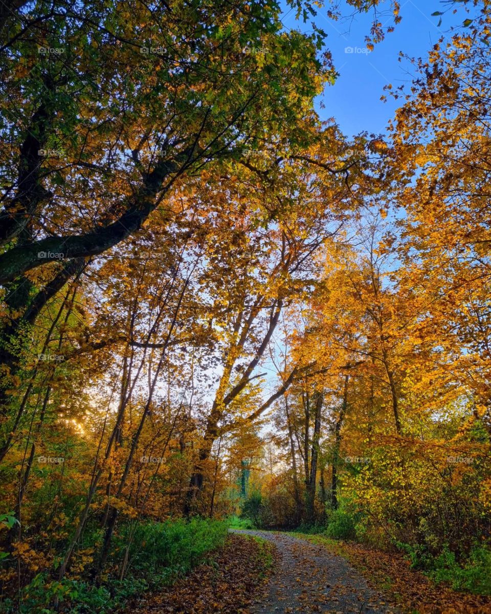 Autumn is my favourite season because I love the changing colors of the leaves its so magical to see this changes in nature. I love taking pictures of Autumn sceneries.