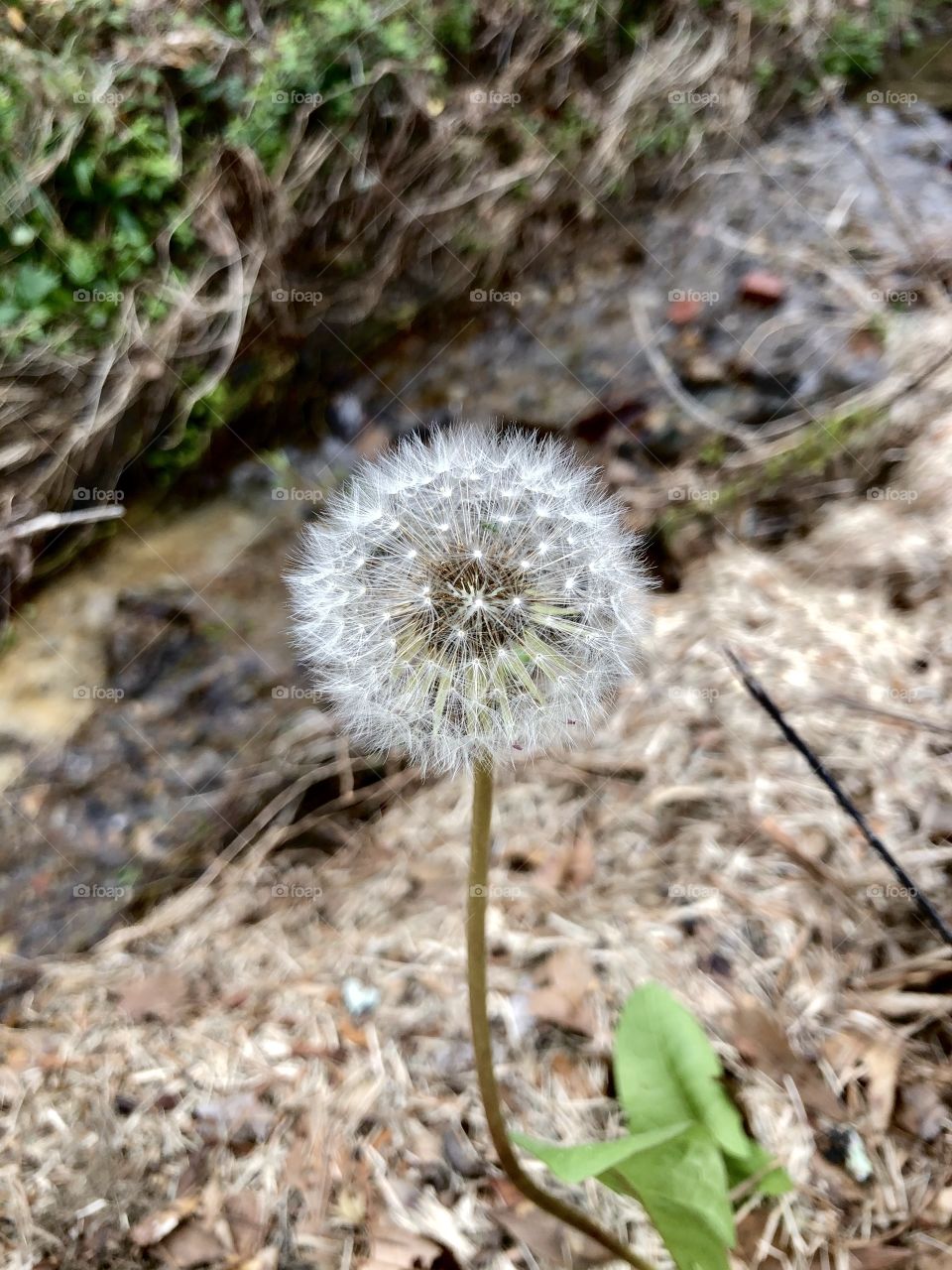 Spring dandelion in full seed stage 