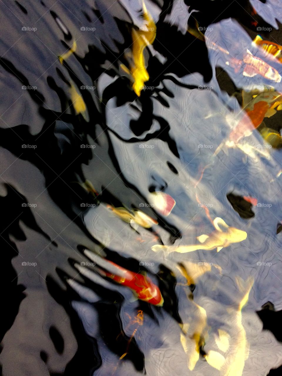 Abstract Koi