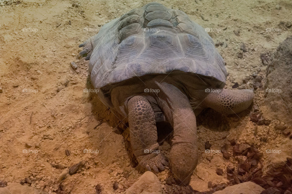 Ploughshare tortoise eating in sand