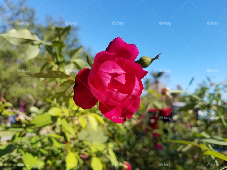 wild red rose on a bush