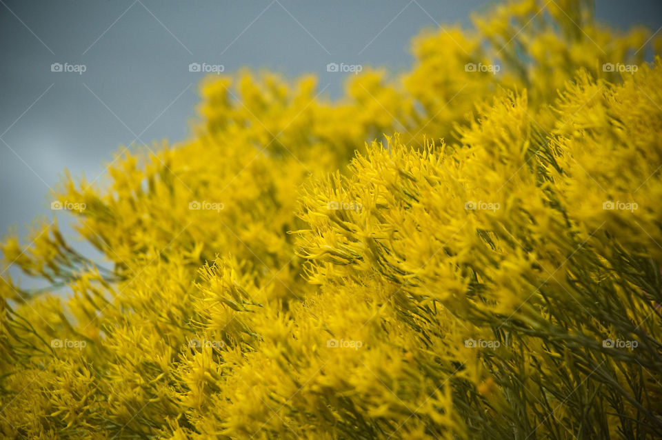 yellow nature flower outdoors by bushler14