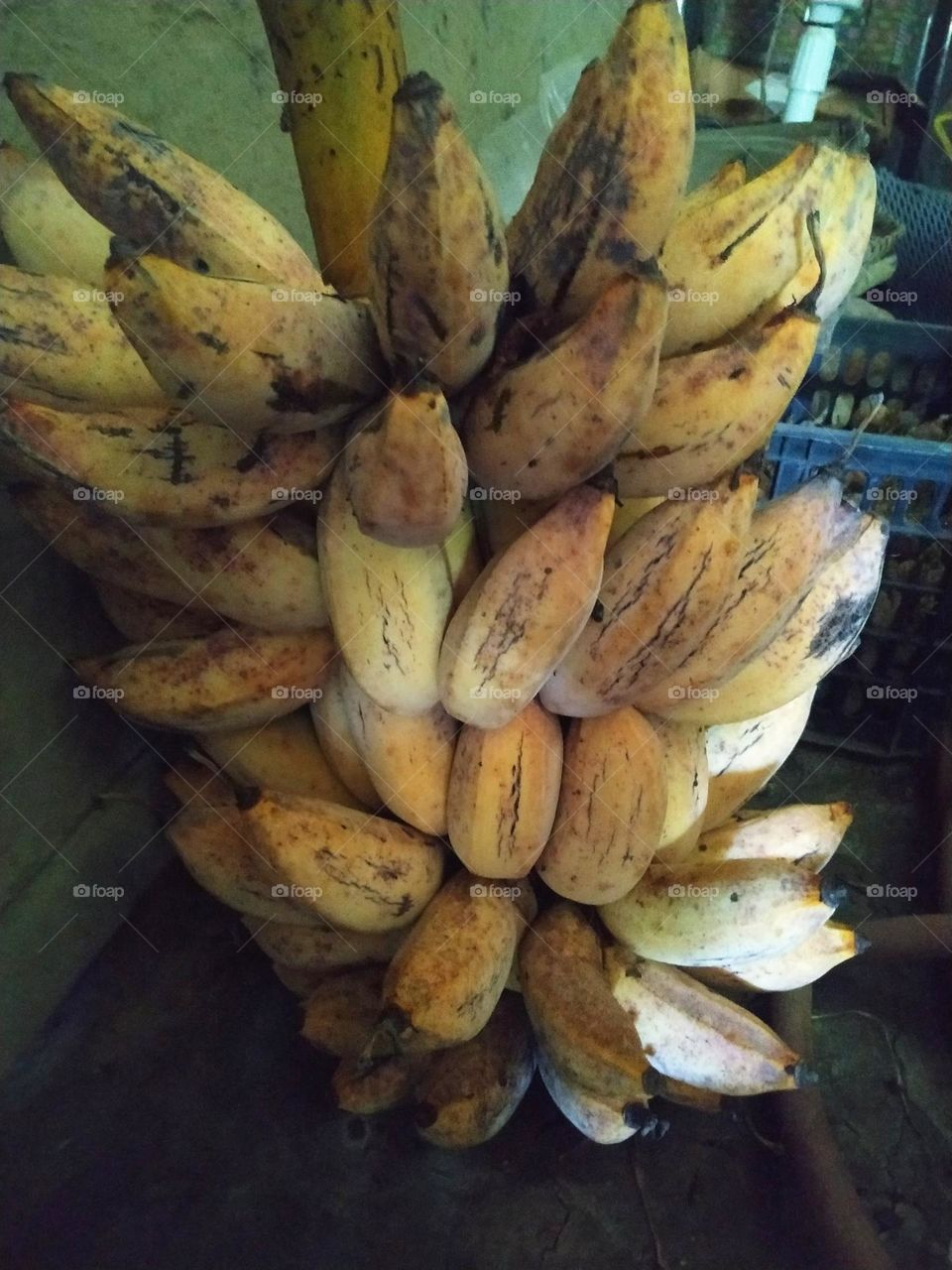 ripening banana