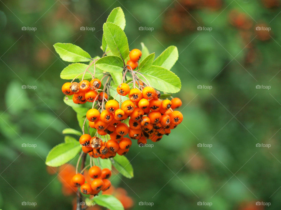 Rowanberry