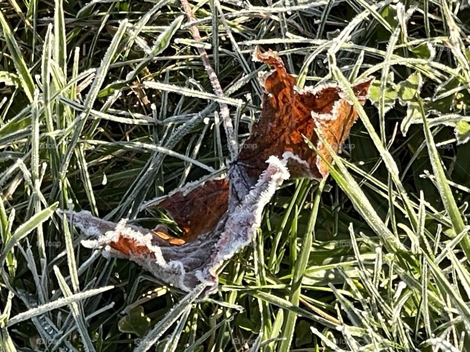 Icy leaves and grass 