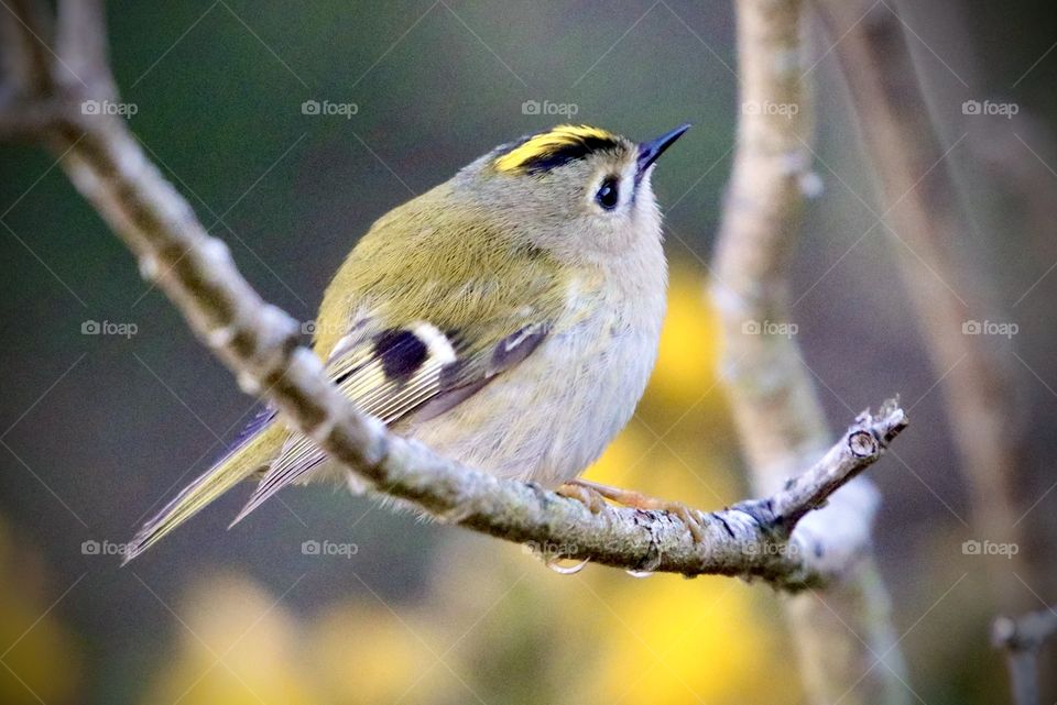 Goldcrest 