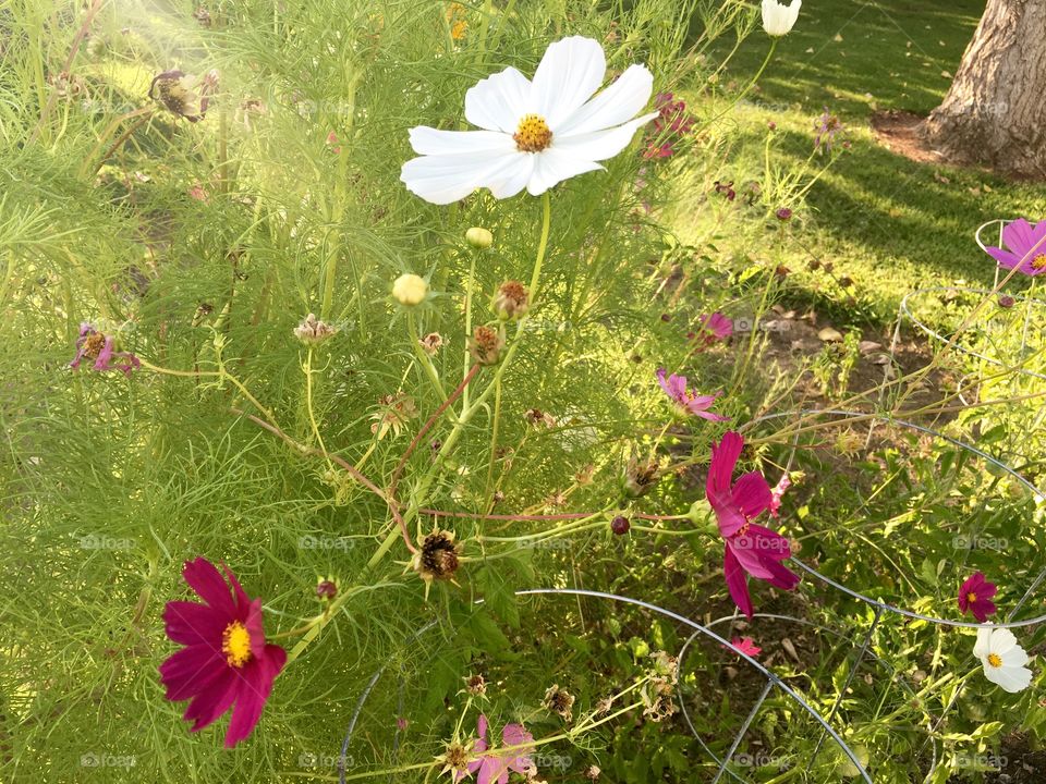 Flowers