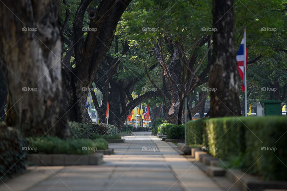 Path in the tunnel tree park