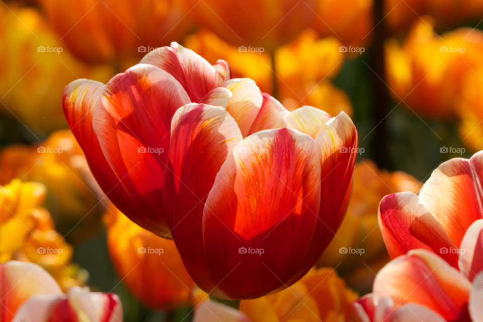 Close-up of red tulips