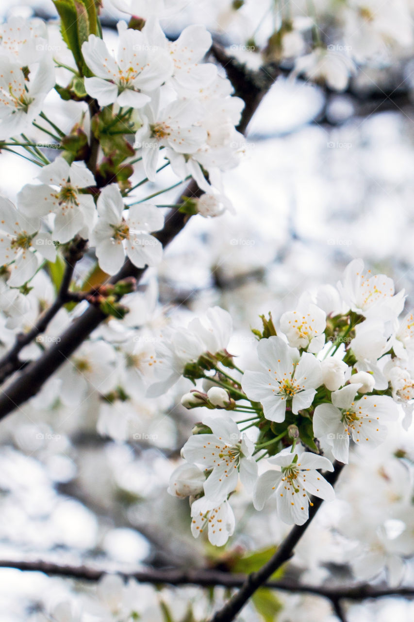 Close-up of white flowers