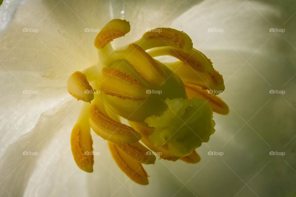 The beautiful pollen-covered anthers of the native Mayapple (Podophyllum peltatum) bloom. Raleigh, North Carolina. 