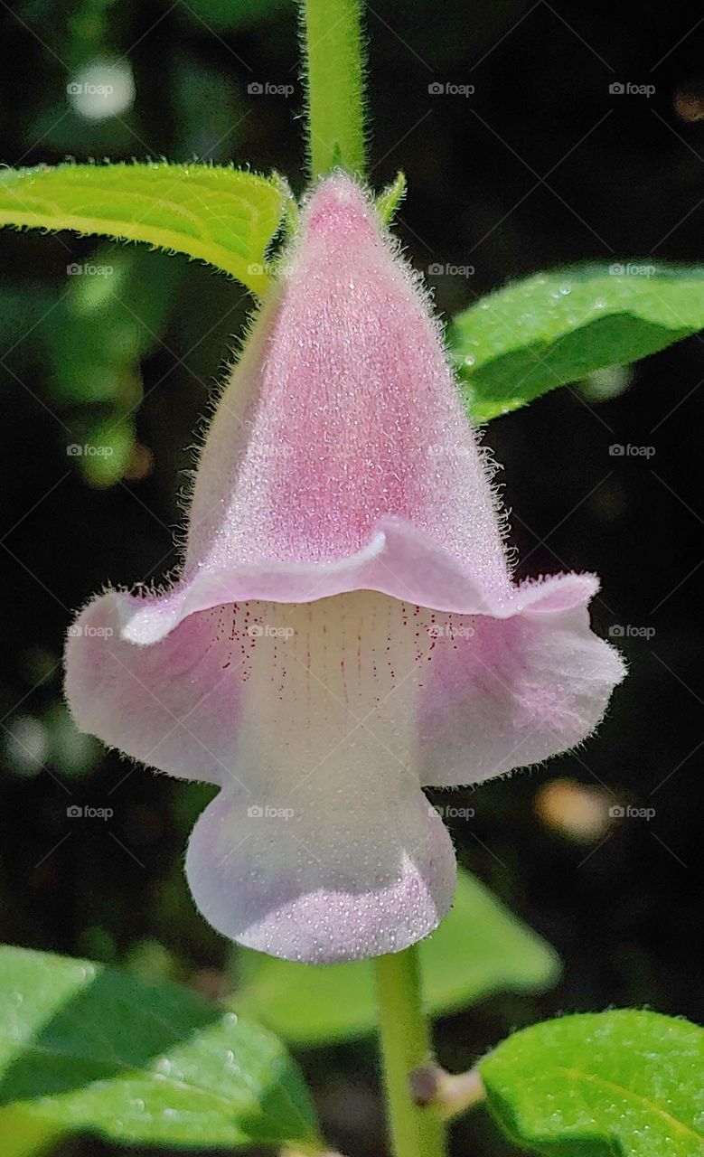 leech flowers captured