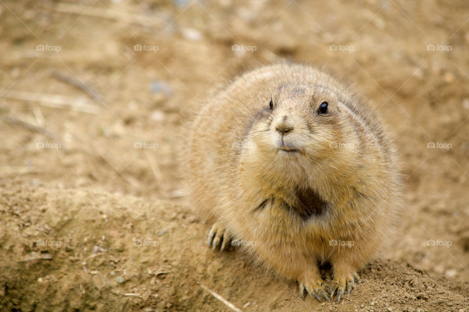 Prairie dog looks on