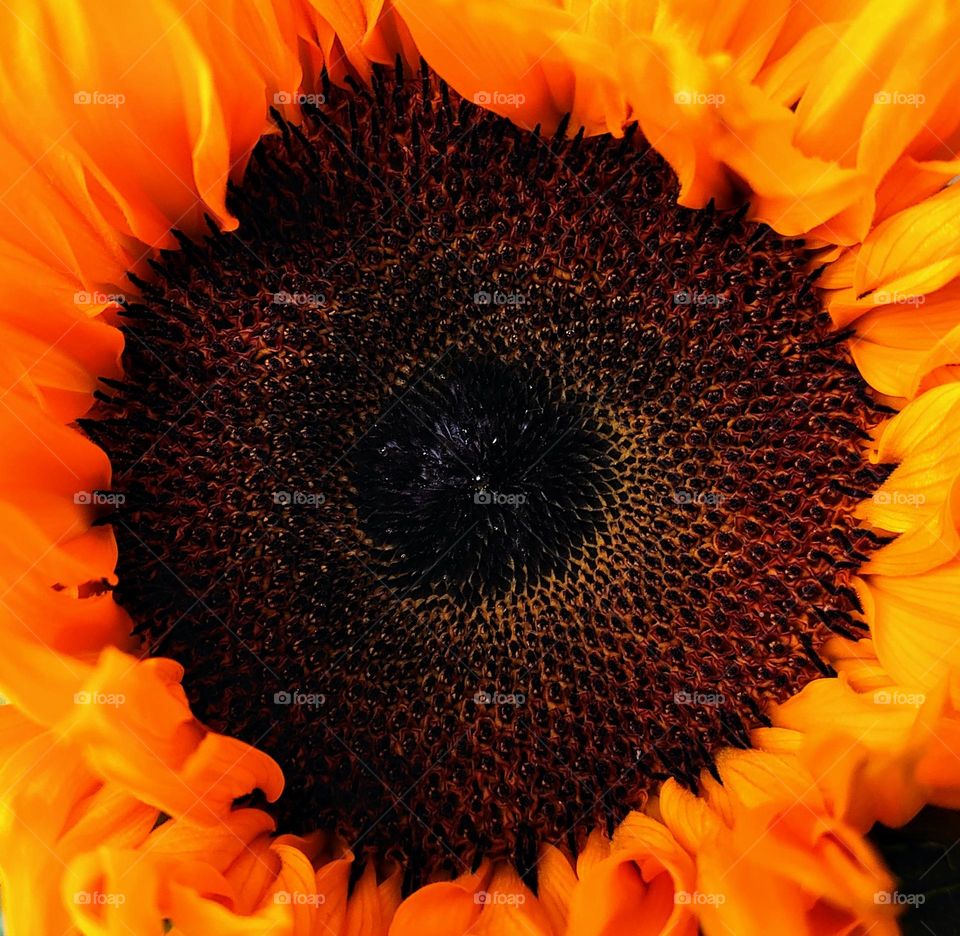 Sunflower 🌻
