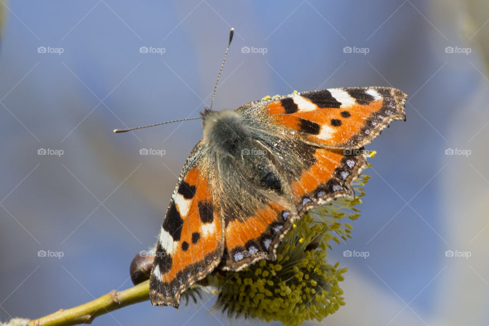 Orange butterfly  open wings, close-up
