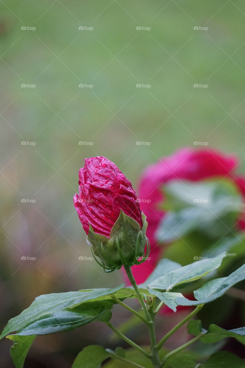 Dew drops on hibiscus blossom. 