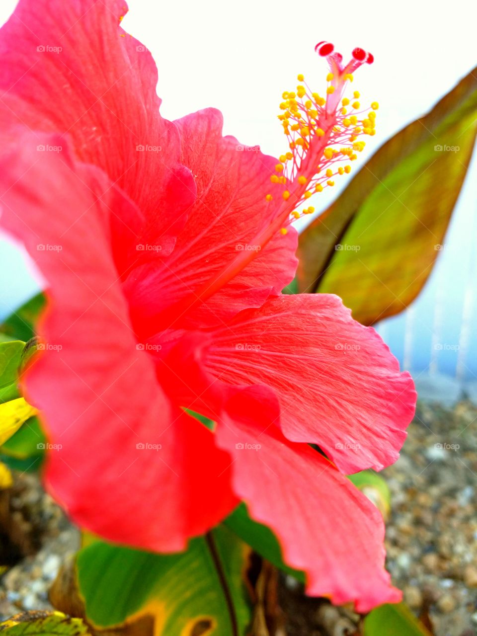 hibiscus exotic red petals, up close