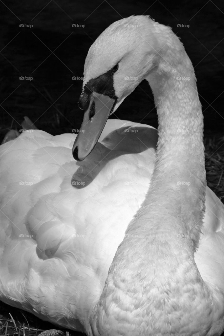 Mean Swan closeup