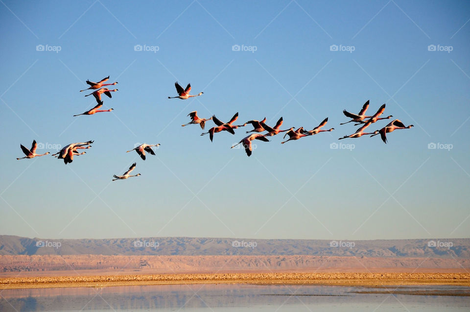 Flying flamingos, atacama desert