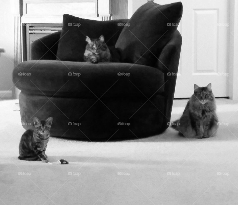 Feline Trio