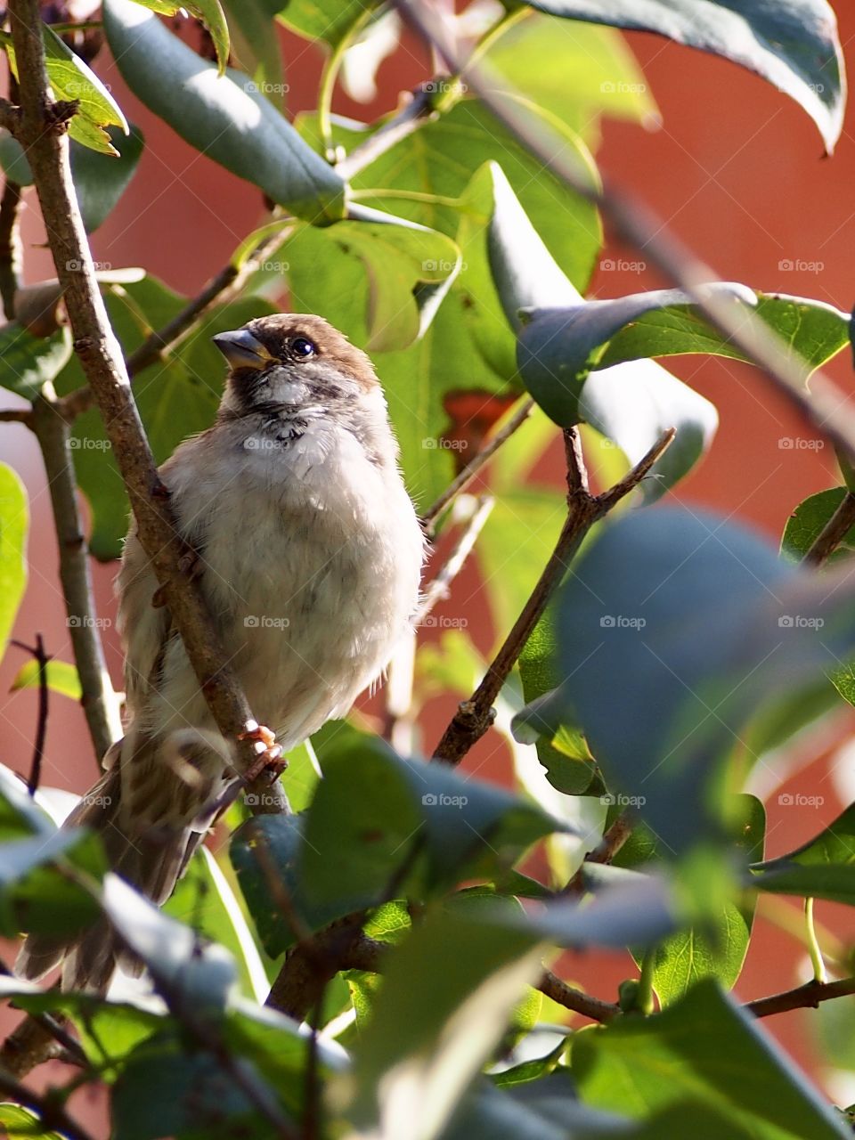 Sparrow