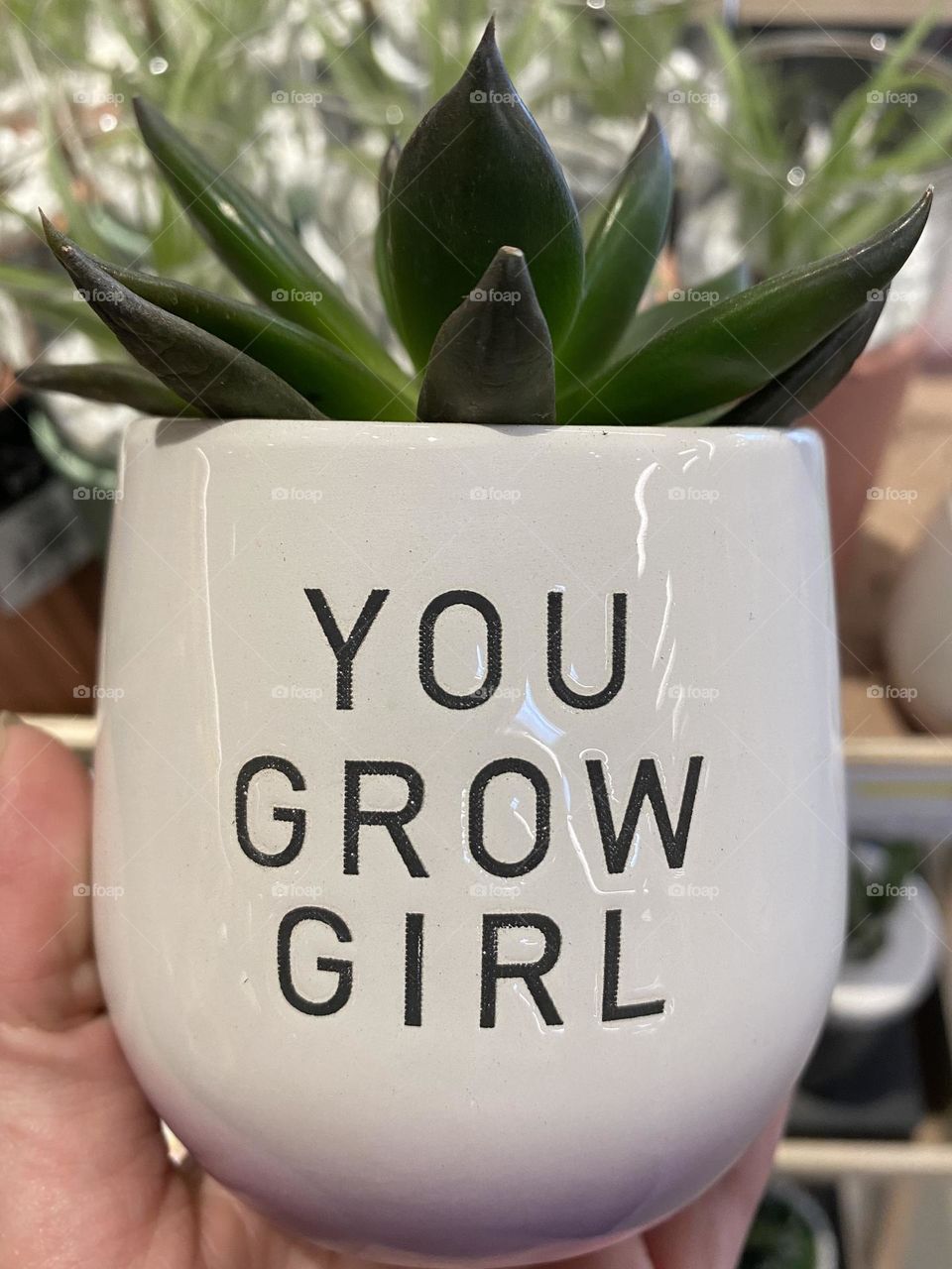 “You Grow Girl” Succulent 