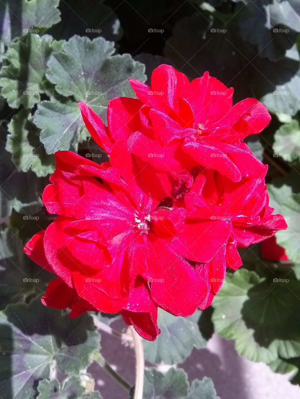 red geranium 
