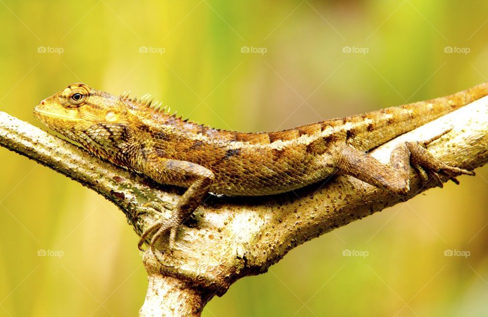 Camouflage on branch