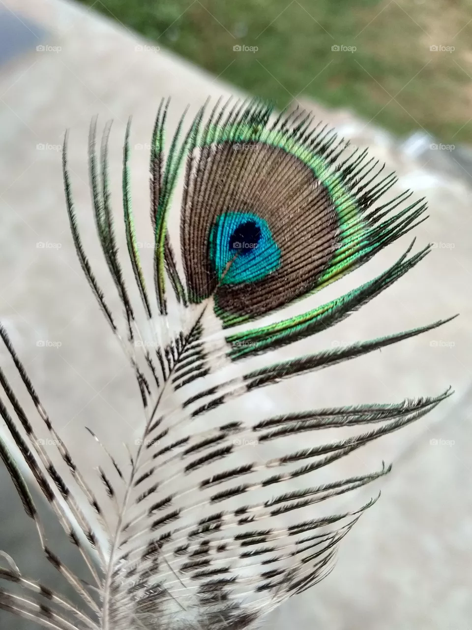 bird