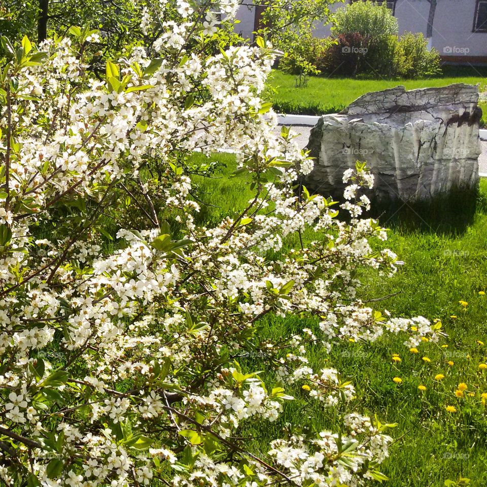 apple-tree in the spring